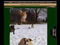 http://www.bulldogman.de