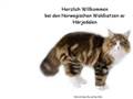 http://www.norwegische-waldkatzen-bayern.de